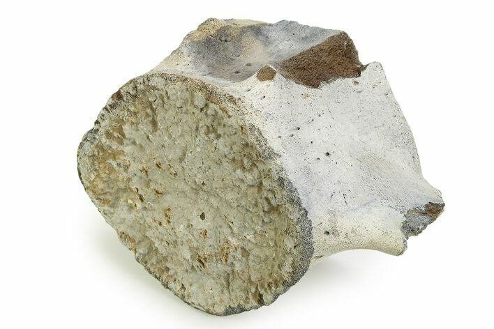 Fossil Whale Lumbar Vertebra - Yorktown Formation #351095